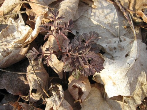 [dutchmans_breeches72[4].jpg]