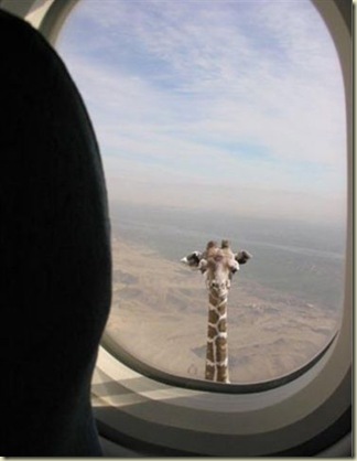 avion-girafe-afrique