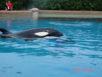 Orca, Orca...