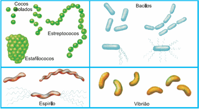 [Variedade Morfologia bacteriana[4].gif]