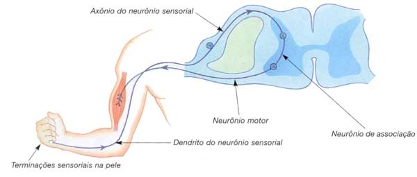 [Neuronios Sensoriais e Motores[16].jpg]