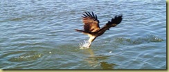 11Sea Eagle