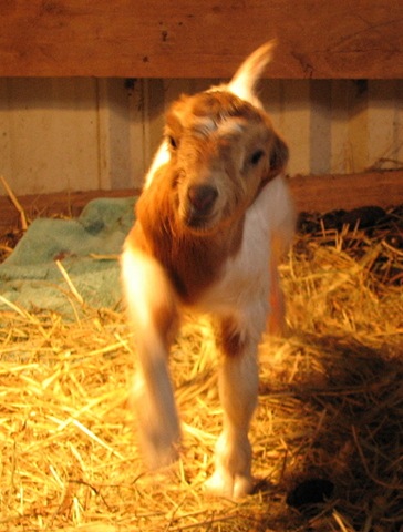[babygoat2[3].jpg]