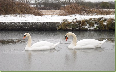 mum and dad swan