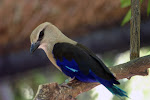IMG_0483.JPG