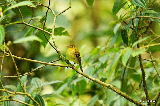 tanager