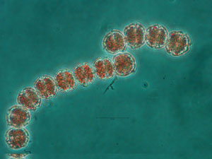 cientificaschilenas3.jpg