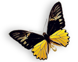 buterfly