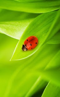 How to mod Ladybug Live Wallpaper patch 3.0 apk for android