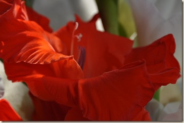 DSC_0208_resize