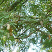 Tropical fruits at SuncampDR (17).jpg