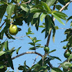 Tropical fruits at SuncampDR (11).jpg