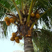 Tropical fruits at SuncampDR (10).jpg