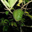 Guanabana against Cancer (8).jpg