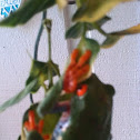 Red eyed tree frog