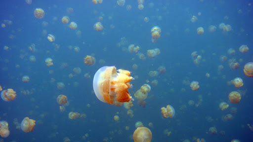 jellyfish lake mastigias papua