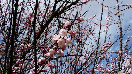 foto primavera fiori albero albicocco