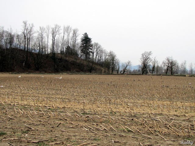 [00217.jpg]