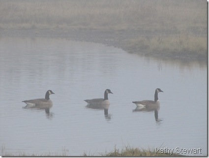 Geese in the fog