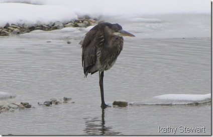 Heron in the snow