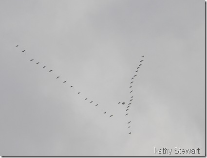 Geese heading north