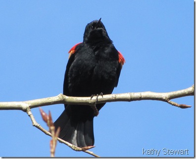 Red Wing Blackbird calling