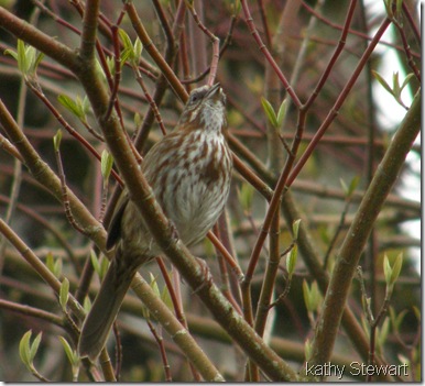 Song Sparrow in full song