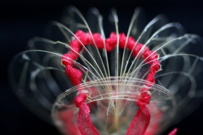 gelatin03