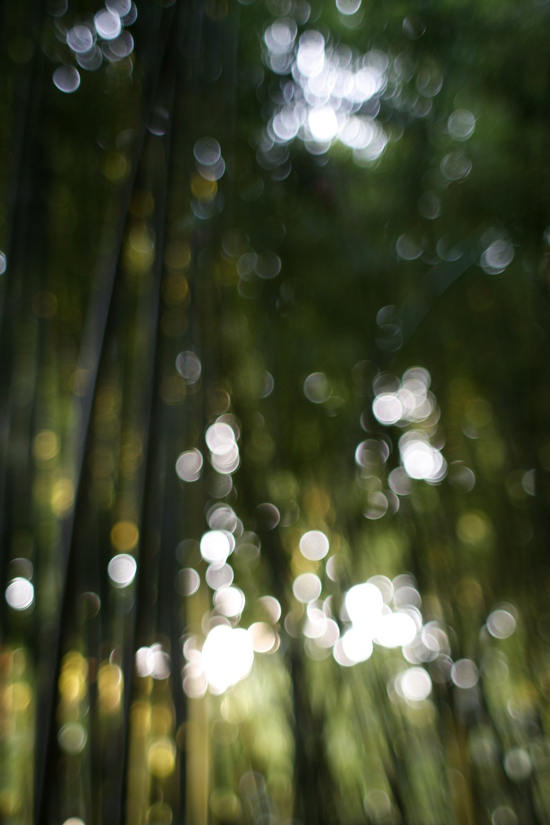 [bamboo[3].jpg]