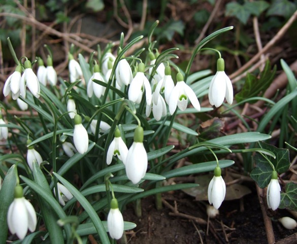 [snøklokker[3].jpg]