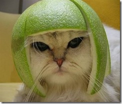 football-lemon-helmet-catpreview