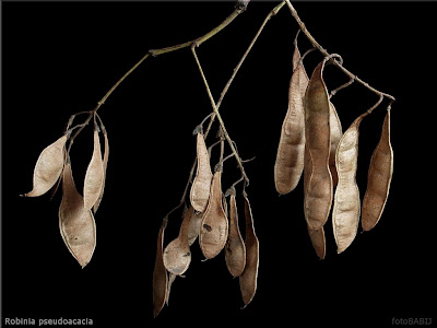 Robinia pseudoacacia fruit - Robinia akacjowa owoce