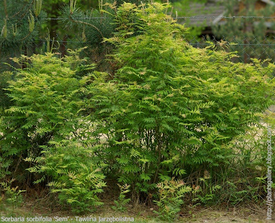 Sorbaria sorbifolia 'Sem' - Tawlina jarzębolistna 'Sem' pokrój latem