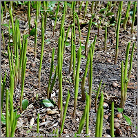 Convallaria majalis - Konwalia majowa wczesną wiosną
