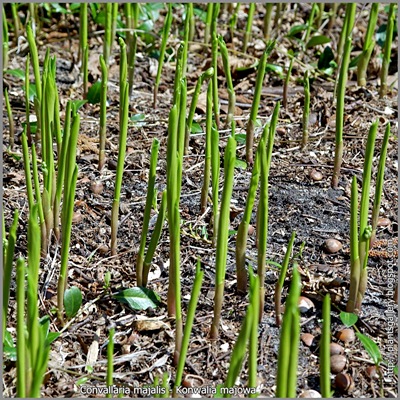 Convallaria majalis - Konwalia majowa wczesną wiosną