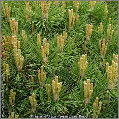 Pinus nigra 'Pierrick Bregeon' - Sosna czarna