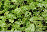 Brunnera macrophylla 'Jack Frost' - Brunera wielkolistna 'Jack Frost' 