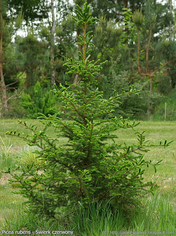 Picea rubens - Świerk czerwony
