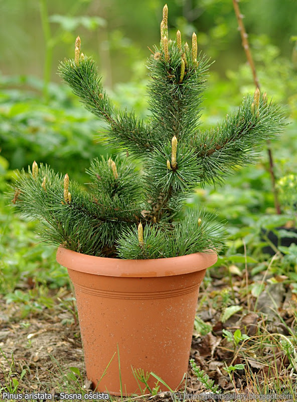Pinus aristata - Sosna oścista