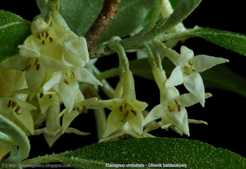 Elaeagnus umbellata flowers - Oliwnik baldaszkowy kwiaty