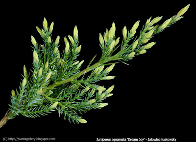 Juniperus squamata 'Dream Joy' - Jałowiec łuskowaty 'Dream Joy'