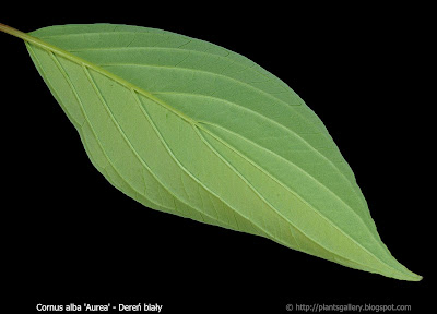 Cornus alba 'Aurea' leaf - Dereń biały 'Aurea' liść od spodu