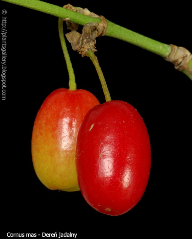 Cornus mas fruit - Dereń jadalny owoce