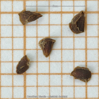 Oenothera biennis seed - Wiesiołek dwuletni nasiona 