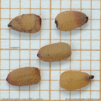 Sambucus nigra seeds - Bez dziki, bez czarny nasiona