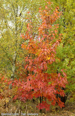 Quercus rubra autumn - Dąb czerwony jesienią