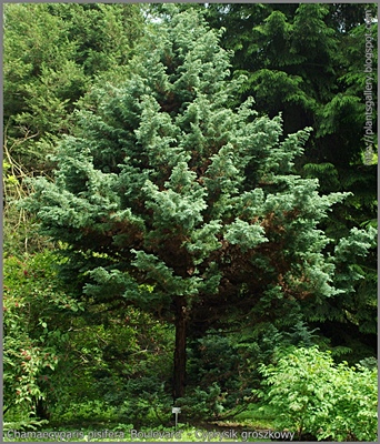 Chamaecyparis pisifera 'Boulevard' habit - Cyprysik groszkowy pokrój