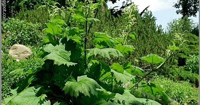 Plant Gallery - Encyklopedia Roślin: Rheum palmatum - Rzewień dłoniasty