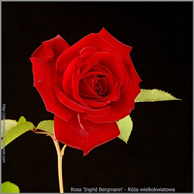 Rosa 'Ingrid Bergman' - Róża wielkokwiatowa 'Ingrid Bergman'