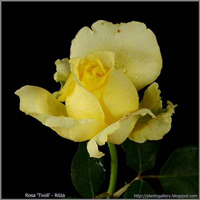 Rosa 'Tivoli' - Róża 'Tivoli'
